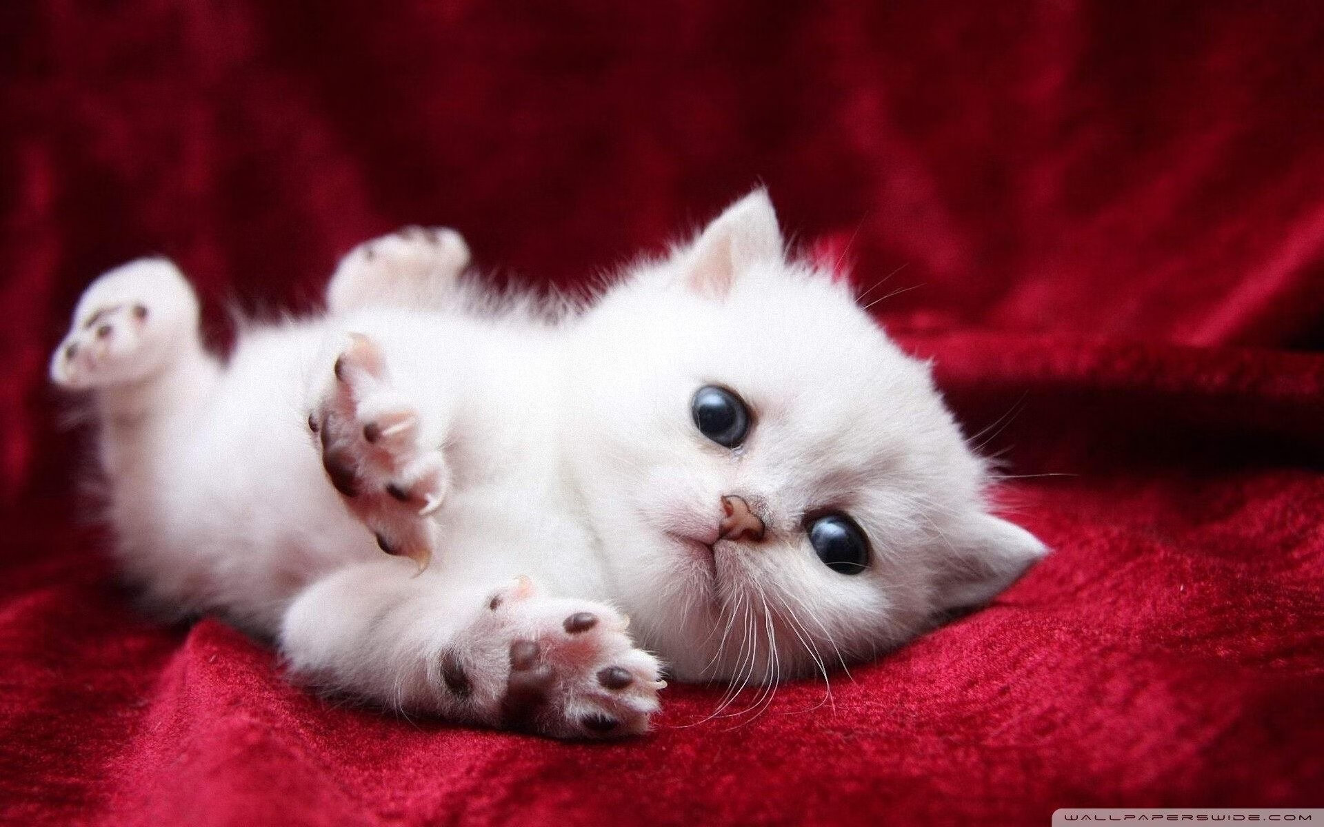 乐鱼体育-罗德里戈的救赎，加纳绝杀尤文，关键先生如何改写命运